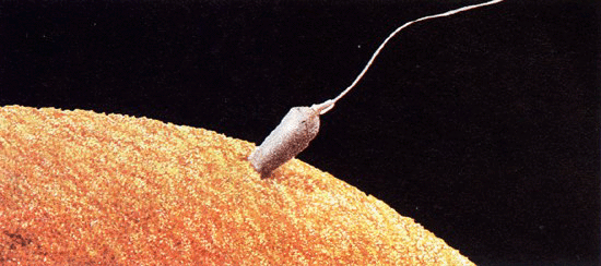 sperm egg
